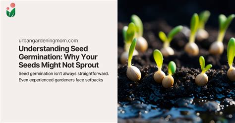Understanding Seed Germination: Why Your Seeds Might Not Sprout – Urban