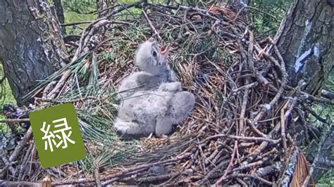 5月17日 松の小枝 Pine twigs リューシスティック 白変種 のアカオノスリAngel 11Angel the Leucistic