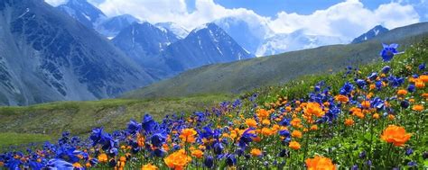 Дары Алтая | Алтайский край считается одним из самых экологически ...