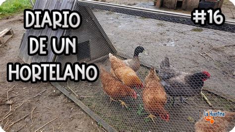 Diario De Un Hortelano 16 Gallinas Tareas De Mantenimiento En