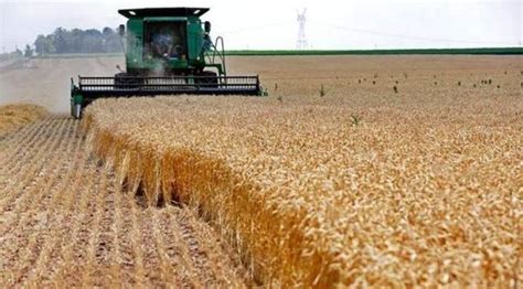 Punjab Okays Wheat Seed Subsidy Policy For Rabi Season Jalandhar News