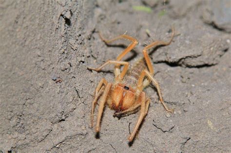 Sun Spider Insect Background From Africa Scary Fangs Stock Image