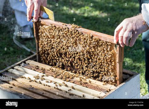 Honey Bee Hive Stock Photo - Alamy