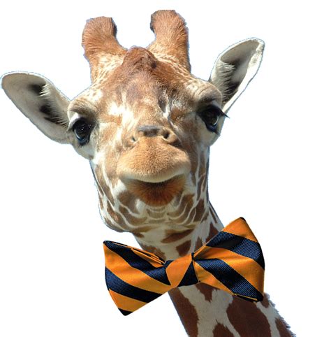 How Should A Giraffe Tie His Necktie