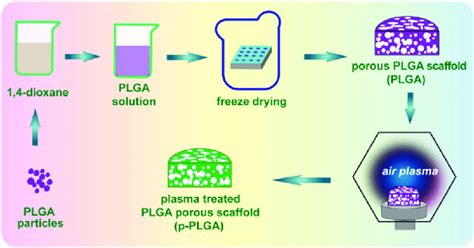 Schematic Illustration Of The Preparation Of Porous Plga Scaffolds