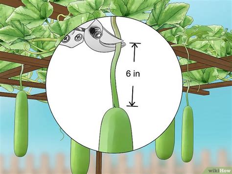 How To Grow Bottle Gourd From Seeds Germinate Bottle Gourd Seeds At Home