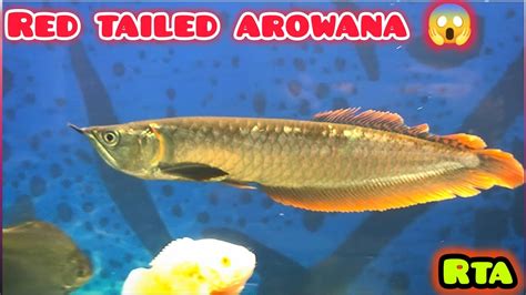 Why My Silver Arowana Have Red🔴 Tail 🤔 Fish Arowana Aquarium