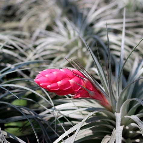 Tillandsias La Planta De Aire Más Fácil De Cuidar