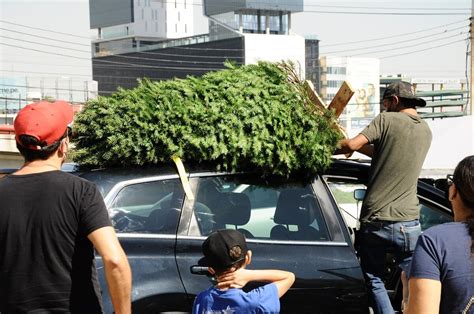 NL Dónde dejar tu pino natural de Navidad Aquí te decimos