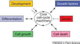 plant cells decide  divide trends  plant science