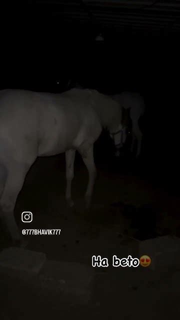 ️ Ha Garuda Ha ️ Horse Attitude Short Video Tandig ️🐎🏇🏇🐴🐴🐎🐎