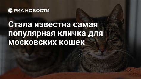 Стала известна самая популярная кличка для московских кошек - РИА ...
