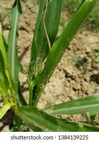 46 Corn stem borer Images, Stock Photos & Vectors | Shutterstock