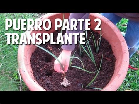 Guía completa sobre cómo plantar puerros en maceta consejos prácticos