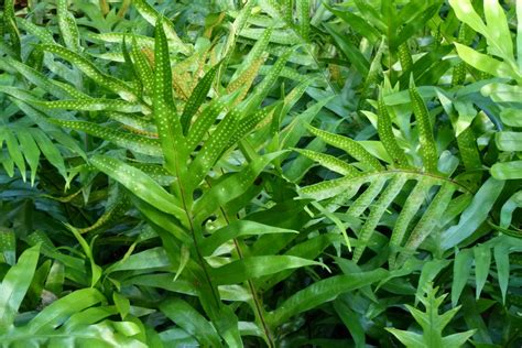 Maile Scented Fern Phymatosorus Grossus Thai Garden Design