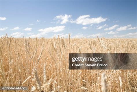 Canada Saskatchewan Wheat Field Under Sky With Scattered Clouds High