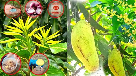 Top 5 Liquid Fertilizer For Mango Tree 100 Success Youtube