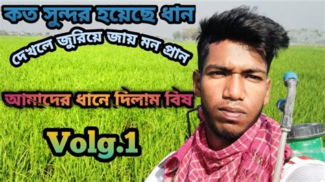 আমাদের গ্রামের ধান দেখলে জড়িয়ে যায় মন প্রাণ 😍 Youtube