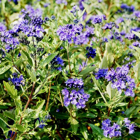 Caryopteris Clandonensis First Choice Van Berkum Nursery