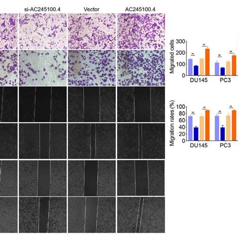 Lncrna Ac Promotes Pca Cell Migration In Vitro A Effects Of