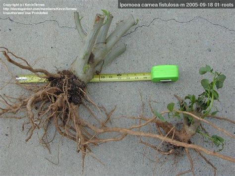 Morning Glories Overwintering Ipomoea Carnea Roots 1 By KevinTernes