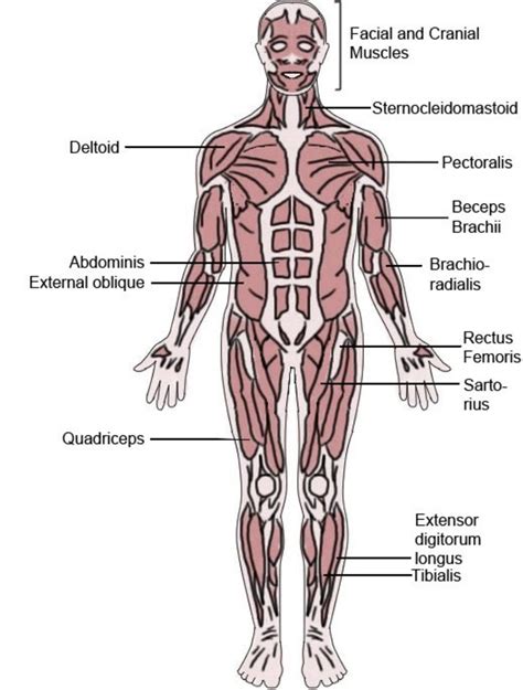 Arm Muscles Map / The muscles of the upper arm are split into anterior ...