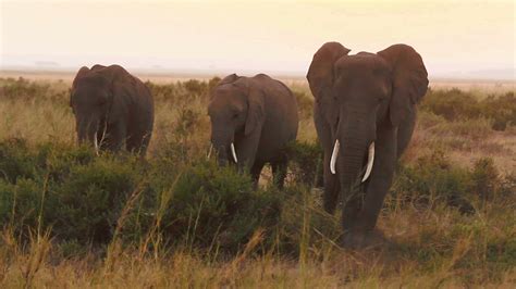 Elephants eating grass in Amboseli Park, Kenya 1295244 Stock Video at Vecteezy