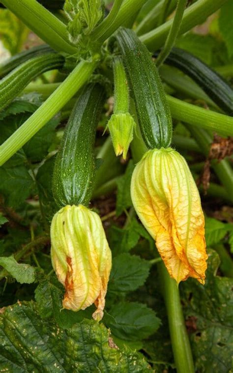 Stuffed Fried Courgette Flowers, Courgette Salad - Dig Delve – An online magazine about gardens ...