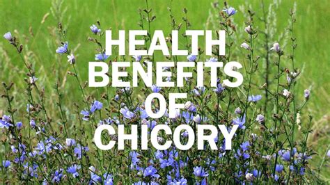 12 Amazing Health Benefits Of Chicory