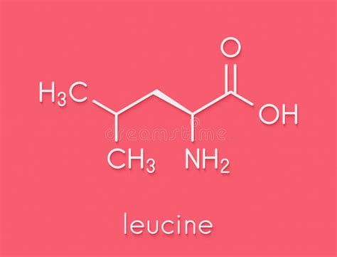 Leucine L Leucine Leu L Amino Acid Molecule Skeletal Formula Stock