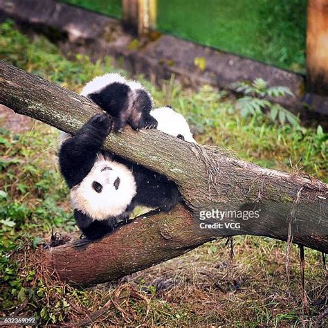 Month Old Giant Panda Twins Debut In Chongqing Photos And Premium High