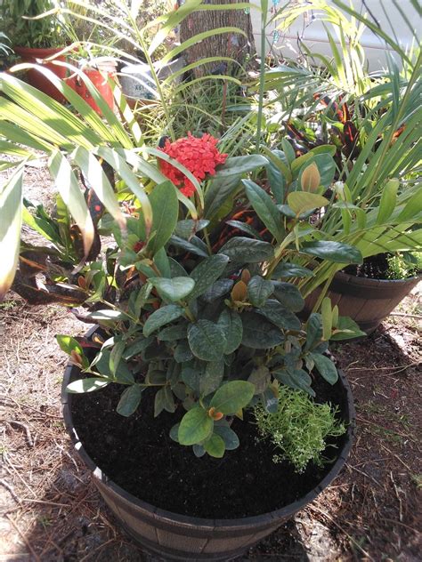 Potted Plants For Sale Singapore at Aidan Charleston blog