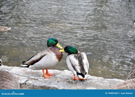 Two Male Mallards Grooming Each Other Stock Photo Image Of