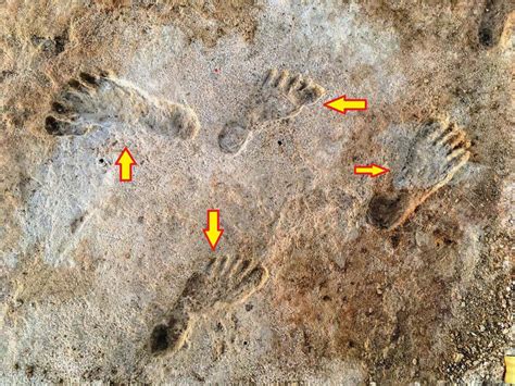 Fossil Footprints Reveal Humans Inhabited North America Over 21 000