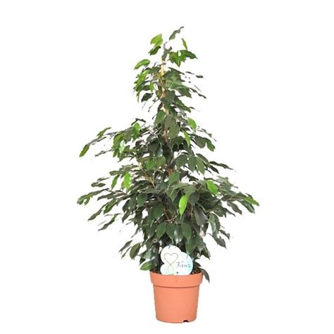 Ficus benjamina Daniëlle 140cm hoog in 27cm pot Tuincentrum Coppelmans