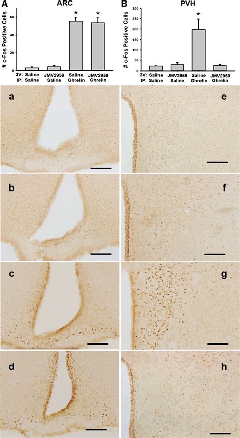 Number Of C Fos Immunoreactive Cells And Representative Photographs In