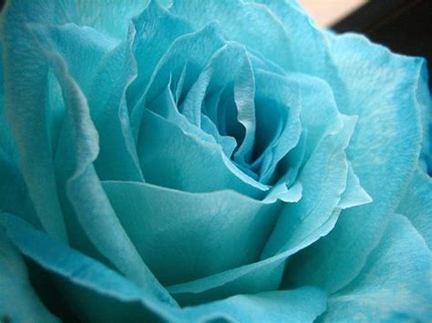 Blue Fire And Ice Roses