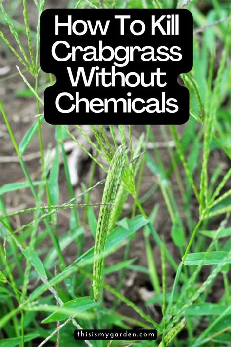 How To Kill Crabgrass Without Chemicals For Good Artofit