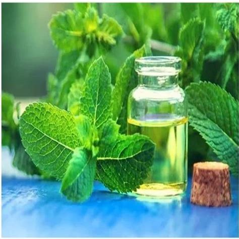 Peppermint Oil at Rs 2840/kg | Pure Natural Peppermint Oil in Ahmedabad ...