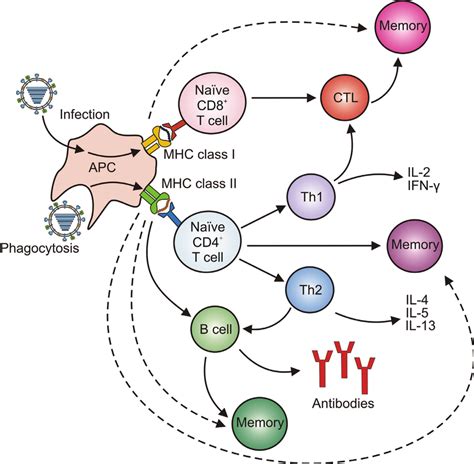 Induction Of Humoral And Cellular Immunity Induction Of Immune