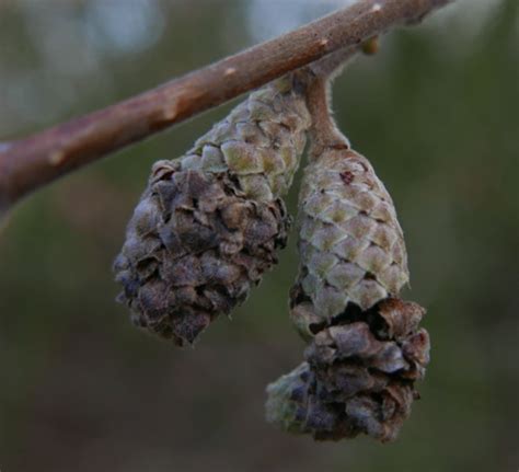 Phyllocoptruta Coryli INaturalist