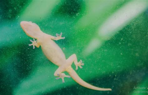 arti melihat cicak buntung  jenis jenis cicak