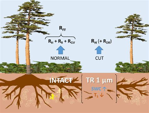 Forest Floor Respiration R Ff Measured From The Intact Spots With