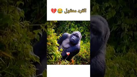 القرد مش معقول 😂💔 Explore Subscribe Youtube Youtuber Youtubeshorts