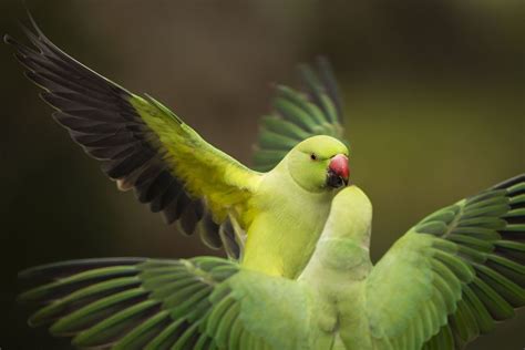 Photos: The Parakeets of London - The Atlantic