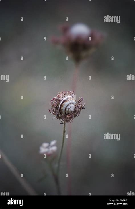 Small garden snail hi-res stock photography and images - Alamy