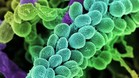 Streptococcus Bacteria Animated Coloured Scanning Electron Micrograph