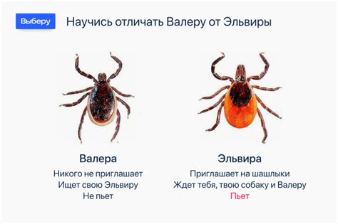 Чем опасен укус клеща: что делать и как защитить себя и близких от болезней