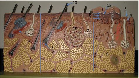 skin model diagram quizlet