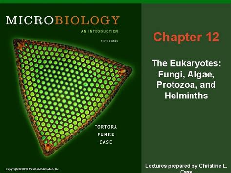 Chapter The Eukaryotes Fungi Algae Protozoa And